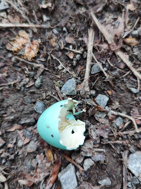 Hier ist schon was geschlüpft, vermutlich eine Amsel oder doch Meise? | Foto: Aurelia Kling