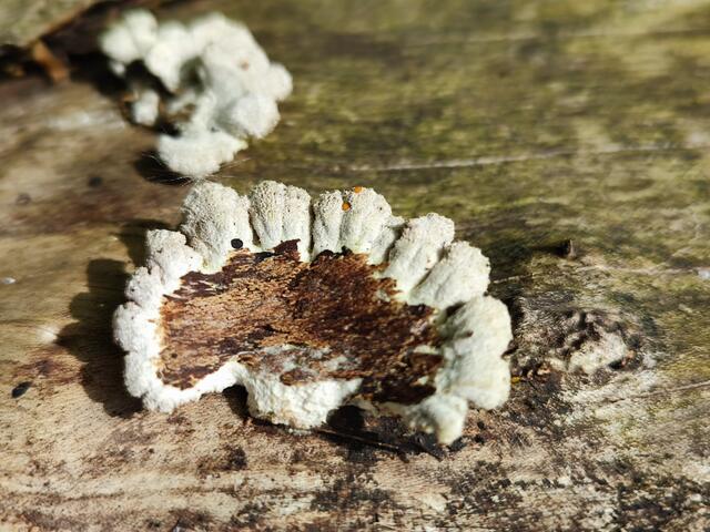 Relis geschultes Auge fand dieses "Gebiss" im Wald | Foto: Aurelia Kling