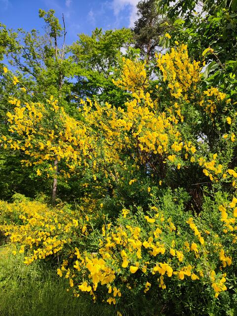 Der Schanzenweg wird im Mai zum Ginsterweg. Ein Besuch dort lohnt sich gerade jetzt und vom Gaffenberg aus ist es über den Sportparcour gar nicht weit. Dort gibt es auch zahlreiche Ameisenhügel, die man sonst im Wald nur selten findet. | Foto: Aurelia Kling