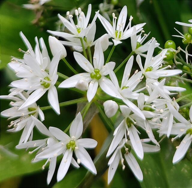 Nicht nur lecker, auch noch schön. Bärlauch | Foto: Aurelia Kling