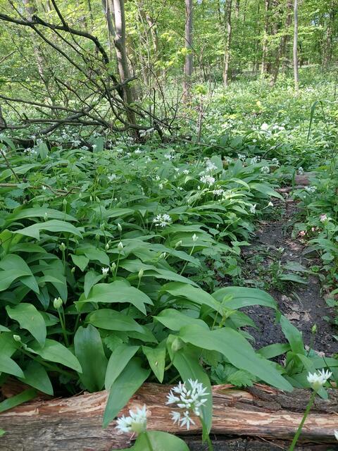 Der Bärlauchteppich scheint sich unendlich durch den Wald zu ziehen.