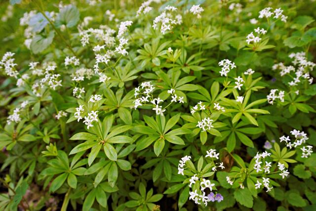 Waldmeister