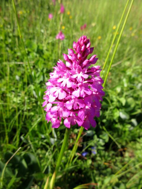 Pyramidenorchis hatten wir am Mittwoch schon, aber die ist immer wieder schön.