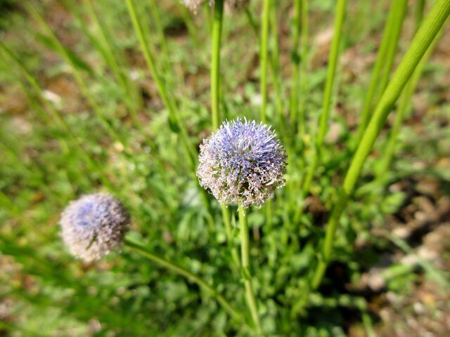 Die Echte Kugelblume ist schon am verblühen, sie ist auch ein typischer Bewohner der Magerwiesen.