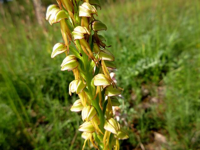 Ohnsporn oder auch Puppenorchis. Dieser Blüte fehlt der "Zipfel" zwischen den Beinchen, sie ist also ohne Sporn. Man könnte auch sagen ein Mädchen ;-)