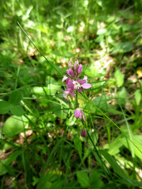 Kreuzblümchen, das gibt es auch an besonders geschützten Standorten auf der Waldheide