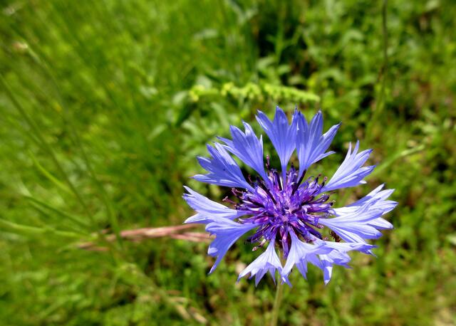 Nicht selten, aber selten so schön gefunden und einzeln stehend. Die Kornblume.