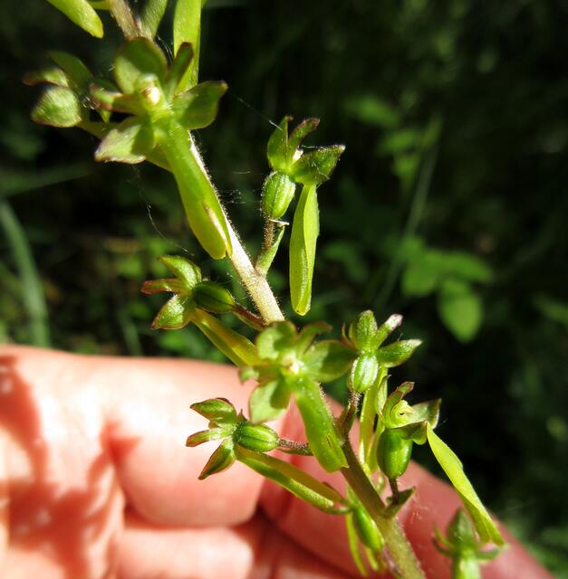 Das Zweiblatt, eine Orchidee, wie die typische Blütenausprägung "Männchen" zeigt. Die übersieht man leicht, da sie nicht farbig ist.