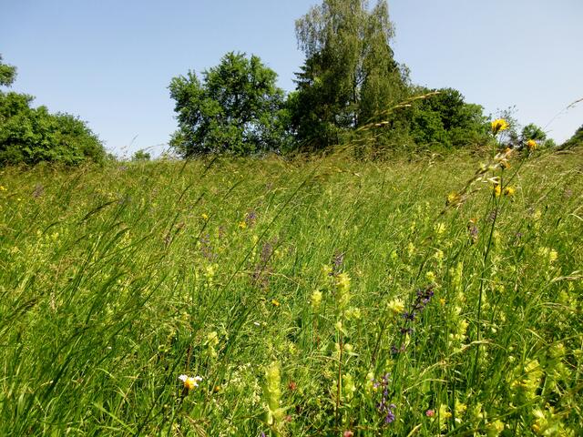 Wiesensalbei und Klappertopf, Wiesenidylle
