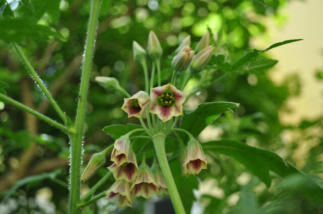 Zierlauch Allium siculum | Foto: Daniela Somers