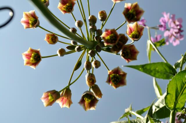 Zierlauch Allium siculum | Foto: Daniela Somers