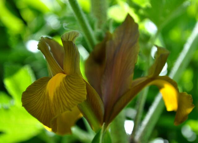 Iris | Foto: Daniela Somers