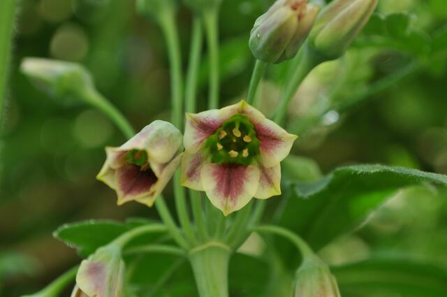 Zierlauch Allium siculum | Foto: Daniela Somers