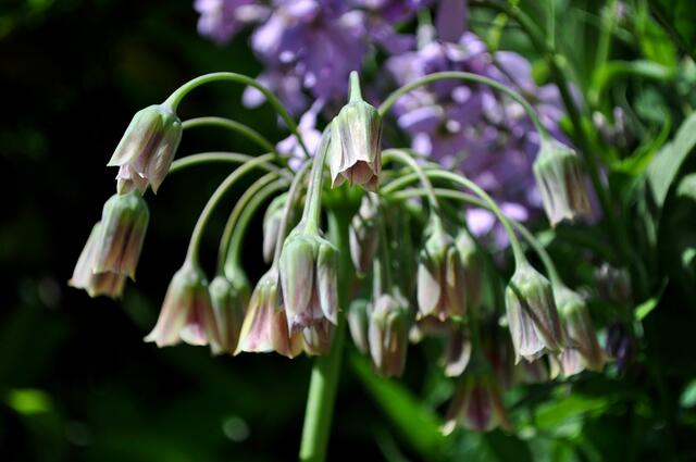 Zierlauch Allium siculum | Foto: Daniela Somers