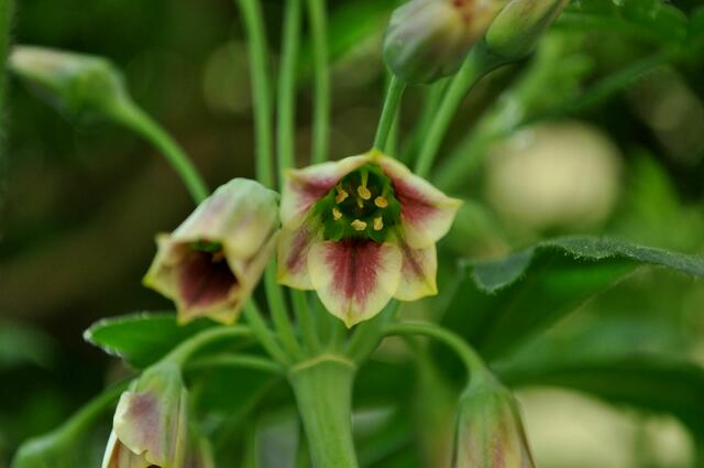 Zierlauch Allium siculum | Foto: Daniela Somers