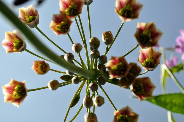 Zierlauch Allium siculum | Foto: Daniela Somers