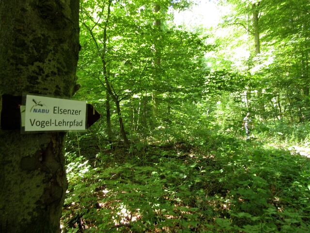Den Vogellehrpfad haben wir auch gestreift. Ein Kenner in der Gruppe hörte unterwegs am Hainbach auch eine Mönchsgrasmücke