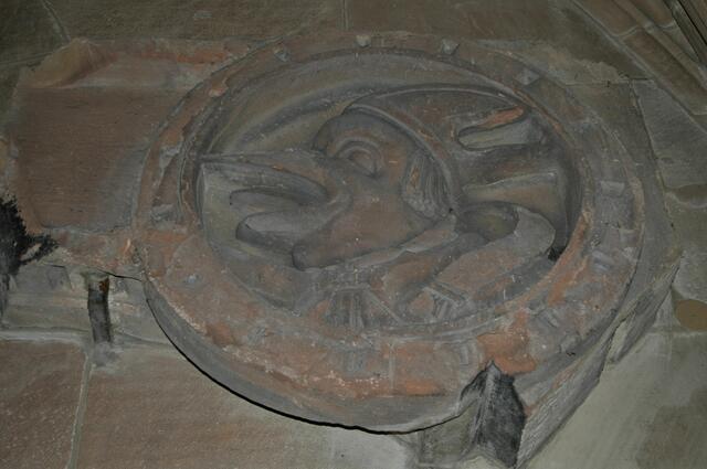 Vogelköpfiger Mönch mit gespaltener Zunge | Foto: Daniela Somers