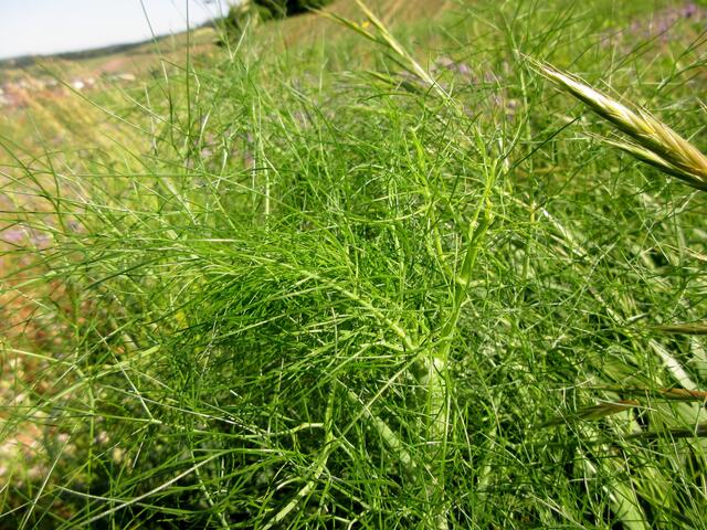 Fenchel