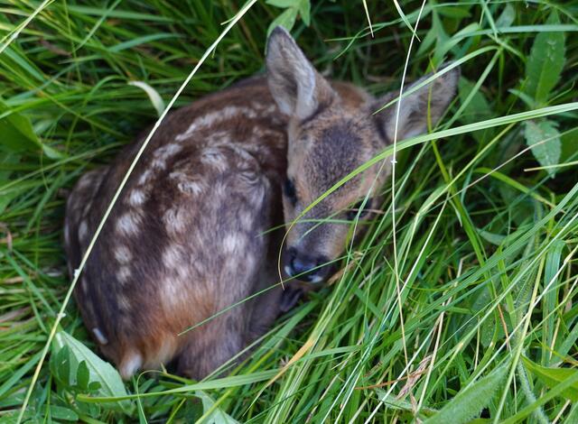 So geduckt und versteckt liegt es im hohen Gras | Foto: Moni Bordt