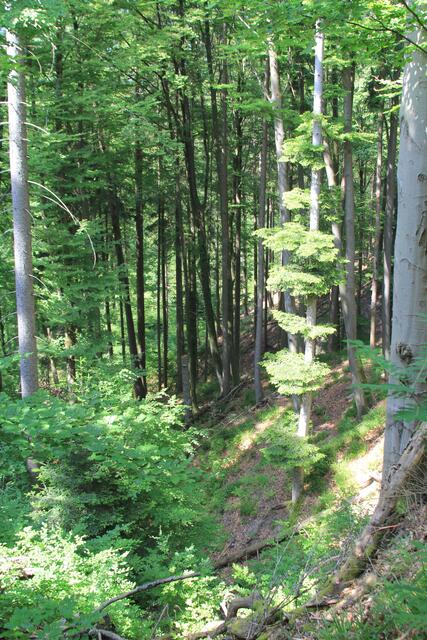 Schlucht