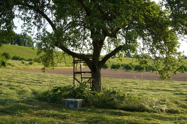 Hier im Schatten ist es sicher; jetzt kann gemäht werden. Danach wird es wieder herausgesetzt. Keine Sorge, Mama holt es dann ab! Wir haben das Kitz rufen hören und die Geiß am Waldrand stehen sehen. Sie hat genau beobachtet, was mit ihrem Kind passiert. | Foto: Moni Bordt