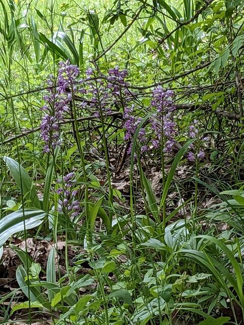 Ein wahrhaft schöner Knabenkrautfund.