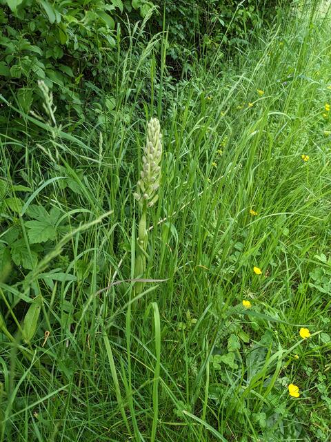 Eine noch knospige Orchidee, wahrscheinlich die Bocksriemenzunge.