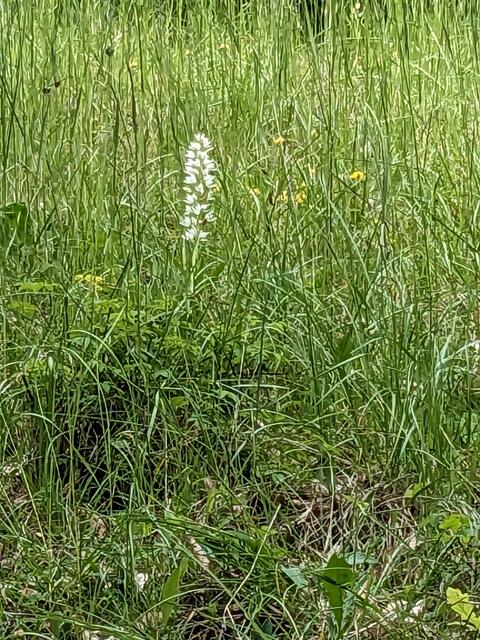 Dies könnte ein weißes Knabenkraut sein.