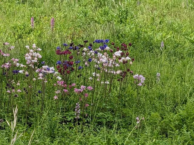 Hier ein besonders schöner bunter Farbklecks an Akeleien.