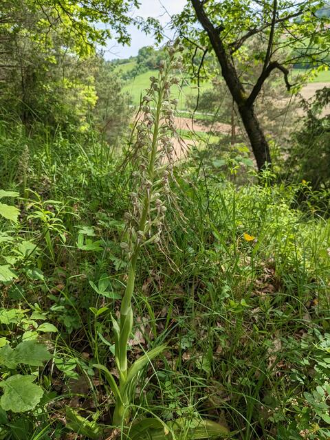 Und hier die erste stattliche Bocksriemenzunge, fast schon verblüht.