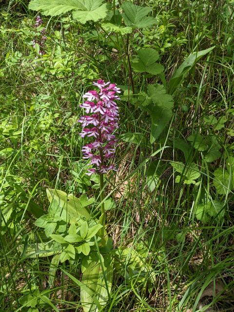 Ein stattliches Knabenkraut zeigt sich am Weg.