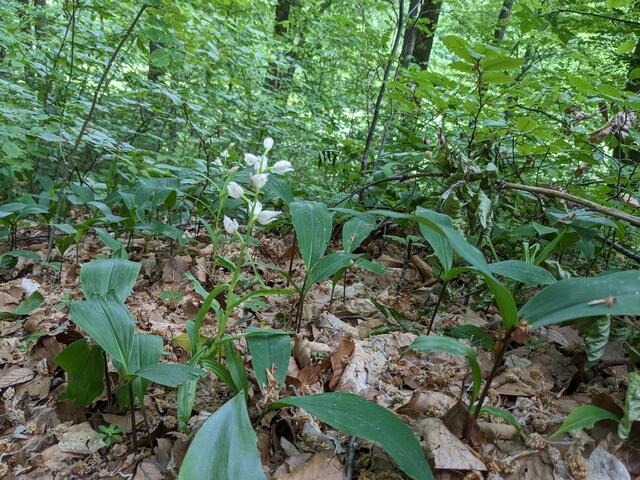 Ein schönes Bleiches Waldvögelein zwischen Maiglöckchenblätter im Wald..