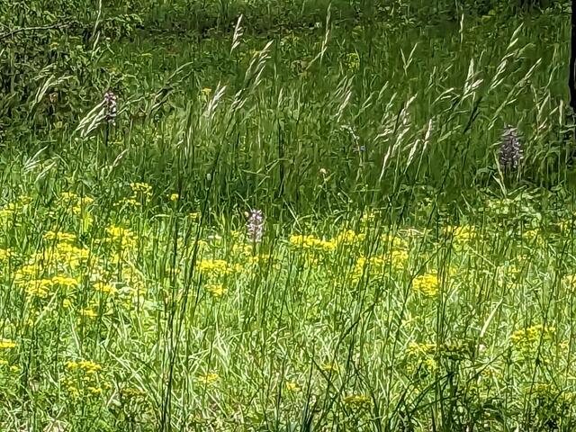 Knabenkräuter blühen zwischen der sich speziell auf Muschelkalkböden wohlfühlenden und sich ausbreitenden Zypressenwolfsmilch. 