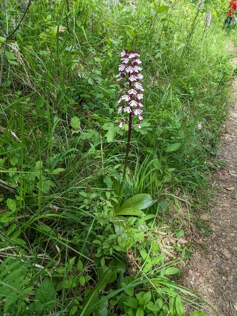 Und wieder erfreut am Weg dieses schöne Knabenkraut die Wanderer.