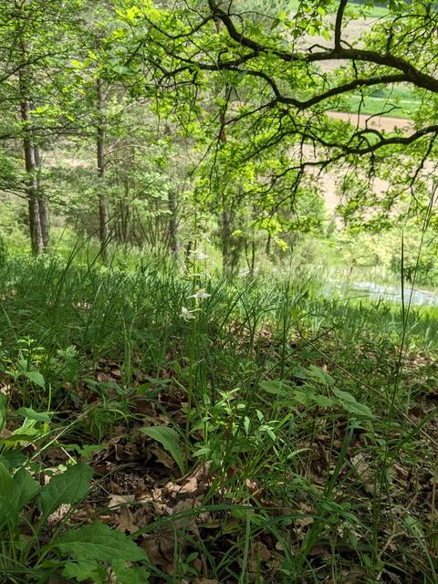 Bald sehen die Wanderer auch eine weiß blühende zweiblättrige Waldhyazinthe.