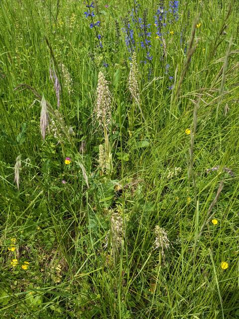 Die Bocksriemenzunge bildet auf den Wiesen im Tal mit dem Wiesensalbei ein schönes Farbspiel. 