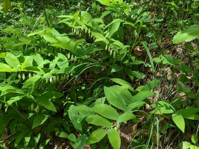 Kurz nach Betreten des Pfades zum Naturschutzgebiet sieht man auch schon bald den blühenden Echte Salomonsiegel, der seinen Namen den siegelartigen  Bruchstellen an den Rhizomen verdankt. 