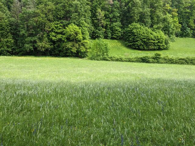 Magerwiesen mit viel Florareichtum, wohin das Auge schaut.