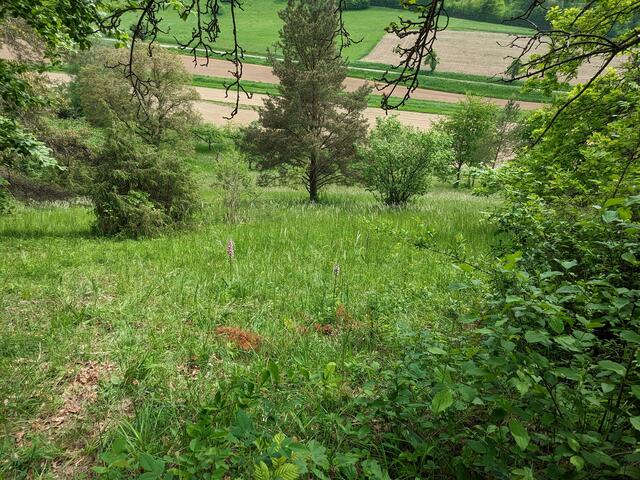 Die typische Trockenrasenvegetation mit Blick ins Hettachtal.