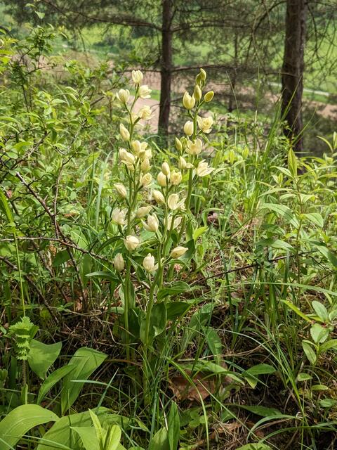 Und hier ein besonders prachtvolles Exemplar eines Weßen oder Bleichen Waldvögeleins im Wald.