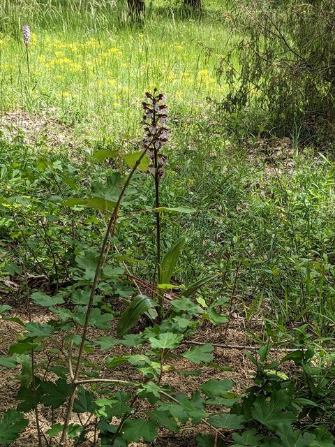 Und noch ein schönes Knabenkraut.