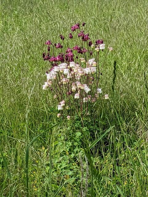 Auch viele bunte Akeleien blühen auf den Magerwiesen.