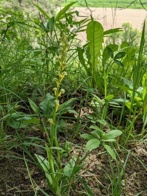 Und tatsächlich zeigt sich dem Auge eine erste noch knospige Ragwurz, vermutlich eine Bienenragwurz.