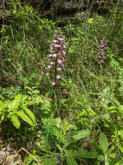 .... hier etwas blassere Knabenkräuter. Links am Bildrand Salomonsiegel.