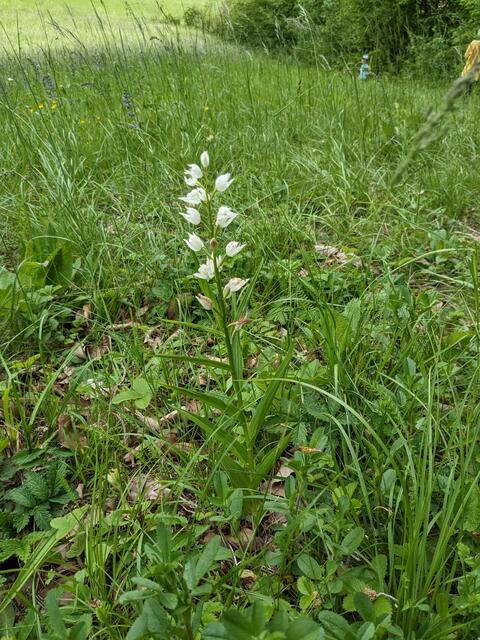 Auch Weiße Waldvögelein fühlen sich auf den Wiesen am Waldessaum wohl.