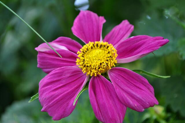 Schmuckkörbchen (Cosmea) | Foto: Daniela Somers
