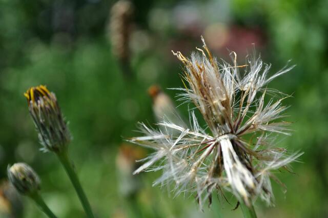 Pappus vom Ferkelkraut | Foto: Daniela Somers