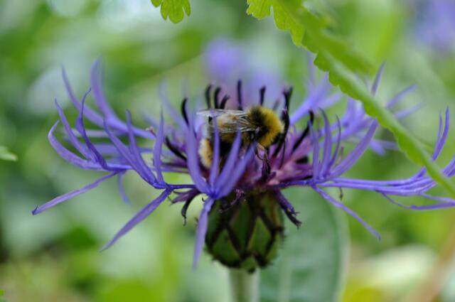 Hummel in der Flockenblume | Foto: Daniela Somers