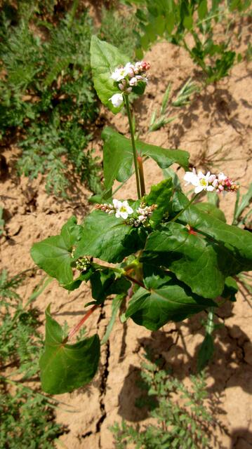 Ein knochentrockenes Feld mit tiefen Rissen zeugt von der momentanen Trockenheit. Doch der Buchweizen blüht